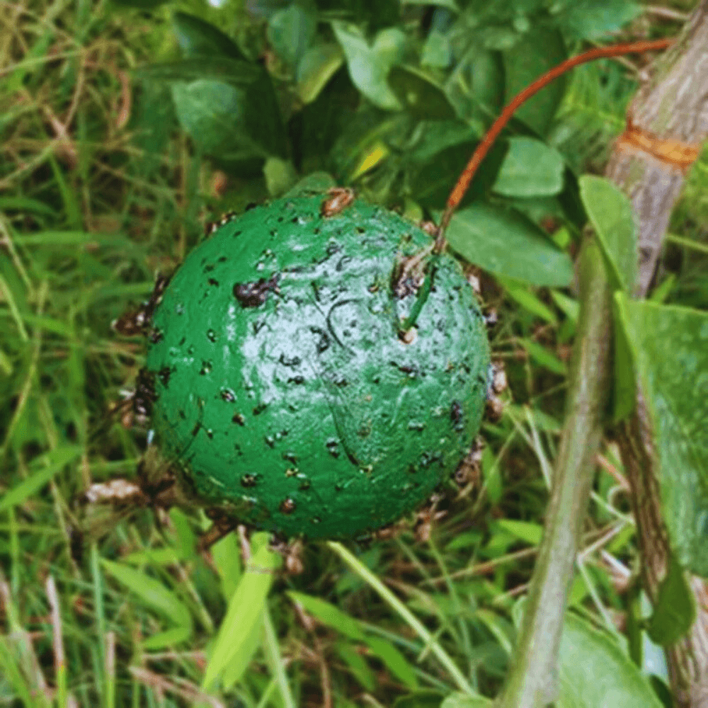 "Fly Sphere" - Dbestey