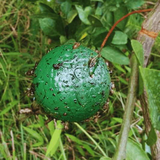 "Fly Sphere" - Dbestey